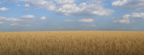 Thresher Machine - Vijay Industries 