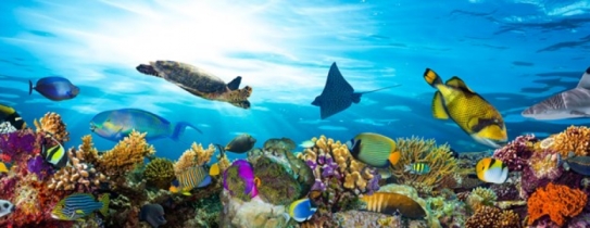 Imported Fishes Shops - FISH POINT - Aquarium & Birds