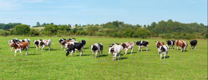  - Gupta Dairy Farm Karnal Haryana